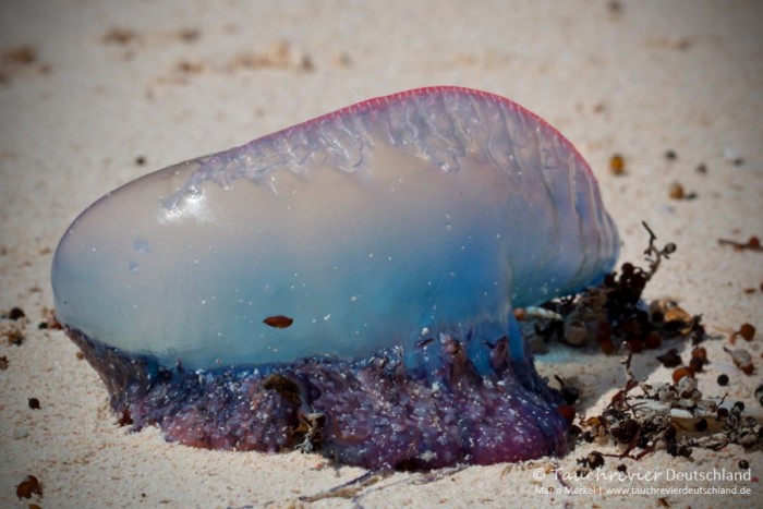 2016_Mexico_Xibalba (184)