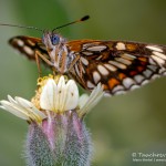 Schmetterling, Flora und Fauna in Mexico, Tauchen Cenoten