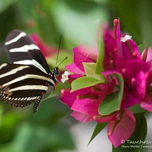 Schmetterling