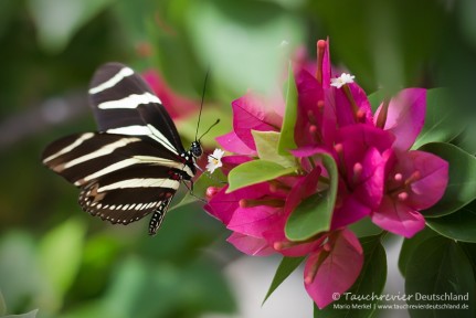 2016_Mexico_Xibalba (186)