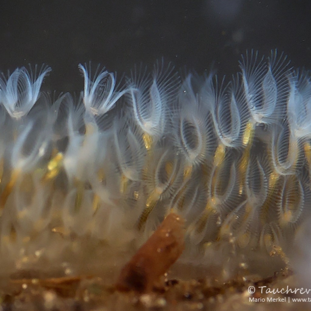Moostierchen (Ectoprocta) Tauchrevier Deutschland