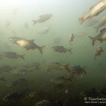 Plötzen, Zander, Tauchen im Kalksee, Tauchen in Brandenburg