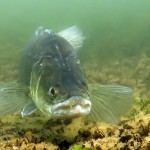 Zander, Tauchen im Kalksee, Tauchen in Brandenburg