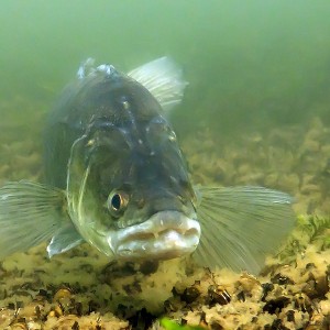 Zander