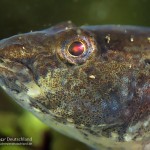 Marmorgrundel, Nasengrundel, Marmorierte Süßwassergrundel, Tauchen im Kalksee, Tauchen in Brandenburg