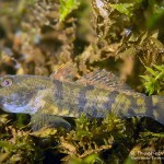 Marmorgrundel, Nasengrundel, Marmorierte Süßwassergrundel, Tauchen im Kalksee, Tauchen in Brandenburg