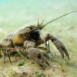 Kamberkrebs, Tauchen im Kalksee, Tauchen in Brandenburg