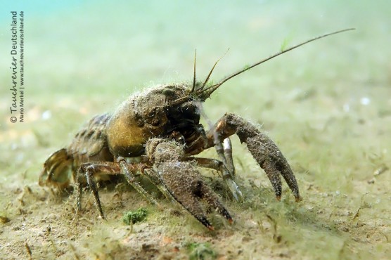 2016_tauchen-kalksee-143