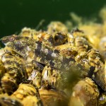 Marmorgrundel, Nasengrundel, Marmorierte Süßwassergrundel, Tauchen im Kalksee, Tauchen in Brandenburg