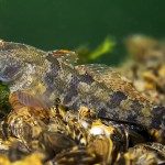 Marmorgrundel, Nasengrundel, Marmorierte Süßwassergrundel, Tauchen im Kalksee, Tauchen in Brandenburg