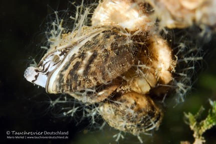 2016_tauchen-kalksee-147