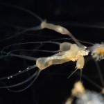 Polyp, Hydra, Tauchen im Kalksee, Tauchen in Brandenburg