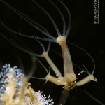 Polyp, Hydra, Tauchen im Kalksee, Tauchen in Brandenburg