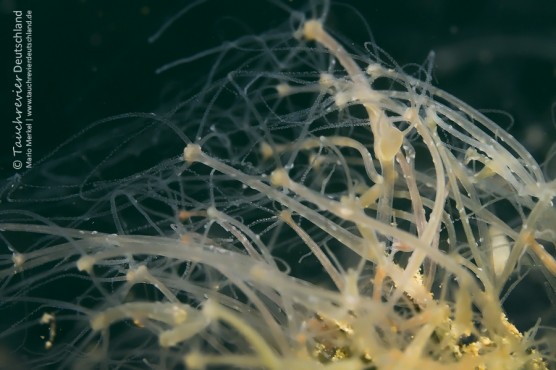 2016_tauchen-kalksee-150