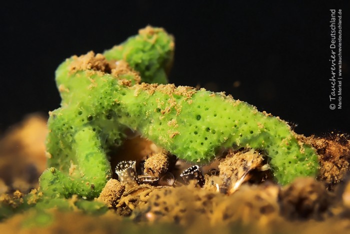 2016_tauchen-kalksee-151