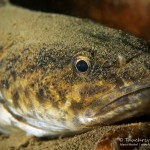 Quappe, Aalrutte, Trüsche, Süßwasserdorsch, Tauchen in Deutschland, Tauchen im Tauchrevier Deutschland