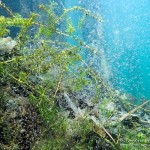 Schwebgarnelen, Werbellinsee, Holzablage, Tauchen im Werbellinsee, Tauchen in Brandenburg