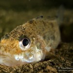 Kaulbarsch, Rotzbarsch, Gymnocephalus cernua, Tauchen in Brandenburg, Tauchen in Deutschland