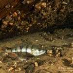 Flussbarsche, Eistauchen im Werbellinsee, Tauchen in Brandenburg