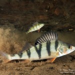 Flussbarsche, Eistauchen im Werbellinsee, Tauchen in Brandenburg