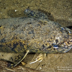 Quappe, Aalrutte, Trüsche