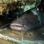 Wels, Silurus glanis, Tauchen im Steinbruch Hohenerxleben, Silbersee, Tauchen in Sachsen-Anhalt