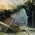 Wels, Silurus glanis, Tauchen im Steinbruch Hohenerxleben, Silbersee, Tauchen in Sachsen-Anhalt