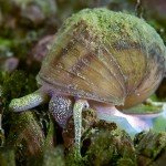 Männchen, Sumpfdeckelschnecke (Viviparidae), Tauchen in Deutschland