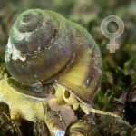 Weibchen, Sumpfdeckelschnecke (Viviparidae), Tauchen in Deutschland