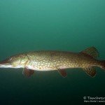 Hecht, Esox lucius, Tauchen im Westbruch, Tauchen in Sachsen