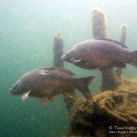 Spiegelkarpfen, Tauchen im Westbruch, Tauchen in Sachsen