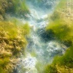 Algen und Bakterien, Stechlin, Tauchen im Stechlinsee, Tauchen in Brandenburg