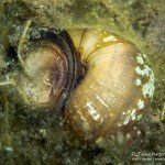 SumpfdeckelschneckeStechlin, Tauchen im Stechlinsee, Tauchen in Brandenburg