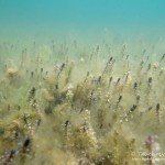 Wasserpest, Stechlin, Tauchen im Stechlinsee, Tauchen in Brandenburg