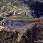 Bitterling, Männchen, Tauchen im Zwenkauer See, Tauchen in Sachsen