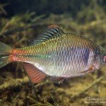 Bitterling, Männchen, Tauchen im Zwenkauer See, Tauchen in Sachsen