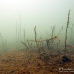 Strauchwerk, Tauchen im Zwenkauer See, Tauchen in Sachsen