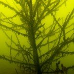 Baum unter Wasser, Tauchen im Zwenkauer See, Tauchen in Sachsen