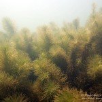 Tannenwedel, Tauchen im Zwenkauer See, Tauchen in Sachsen