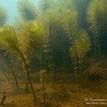 Tannenwedel, Tauchen im Zwenkauer See, Tauchen in Sachsen