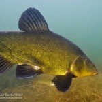 Schlei, Tinca tinca, Tauchen im Groß Glienicker See, Tauchen in Berlin