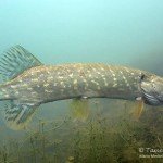 Hecht, esox lucius, Tauchen im Friedberger Baggersee, Tauchen in Bayern