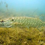 Hecht, esox lucius, Tauchen im Friedberger Baggersee, Tauchen in Bayern