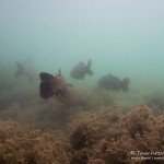 Schlei und Karpfen, Tauchen im Friedberger Baggersee, Tauchen in Bayern