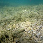 Kiesbett, Tauchen im Friedberger Baggersee, Tauchen in Bayern