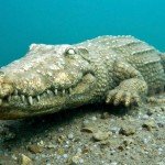 Krokodil, Tauchen im Friedberger Baggersee, Tauchen in Bayern
