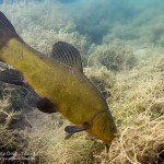 Schlei, Tinca tinca, Tauchen im Friedberger Baggersee, Tauchen in Bayern