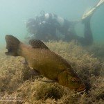 Schlei, Tinca tinca, Tauchen im Friedberger Baggersee, Tauchen in Bayern