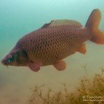 Schuppenkarpfen, , Tauchen im Friedberger Baggersee, Tauchen in Bayern