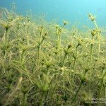 Vielstachlige Armleuchteralgen, Tauchen im Friedberger Baggersee, Tauchen in Bayern